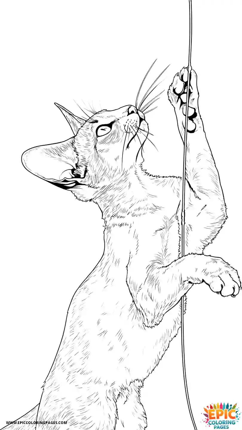 Abyssinian Cat Abyssinian cat anime playing with string