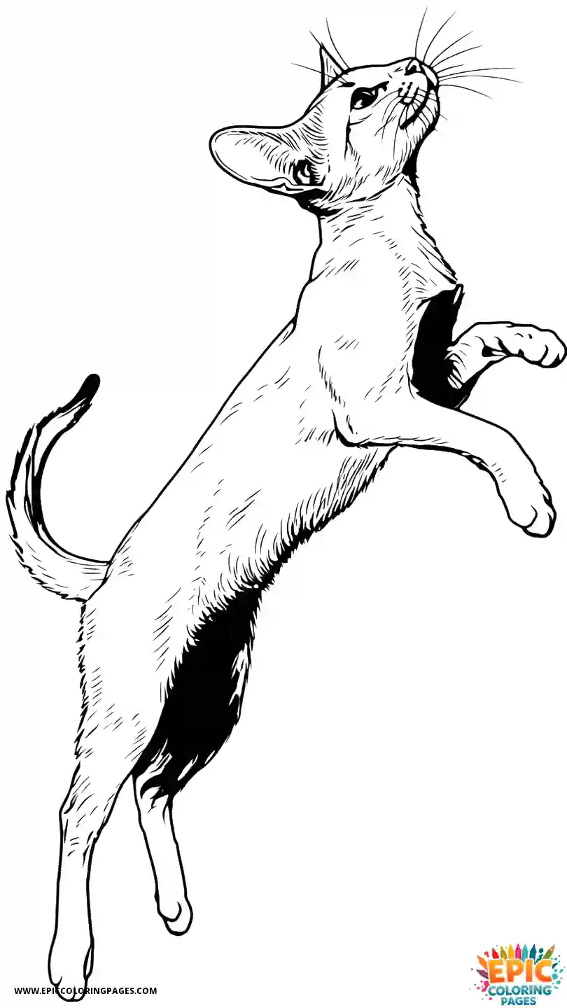 Abyssinian Cat Abyssinian cat cartoon jumping high