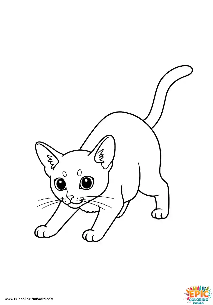 Abyssinian Cat Abyssinian cat kawaii crouching playfully to hunt