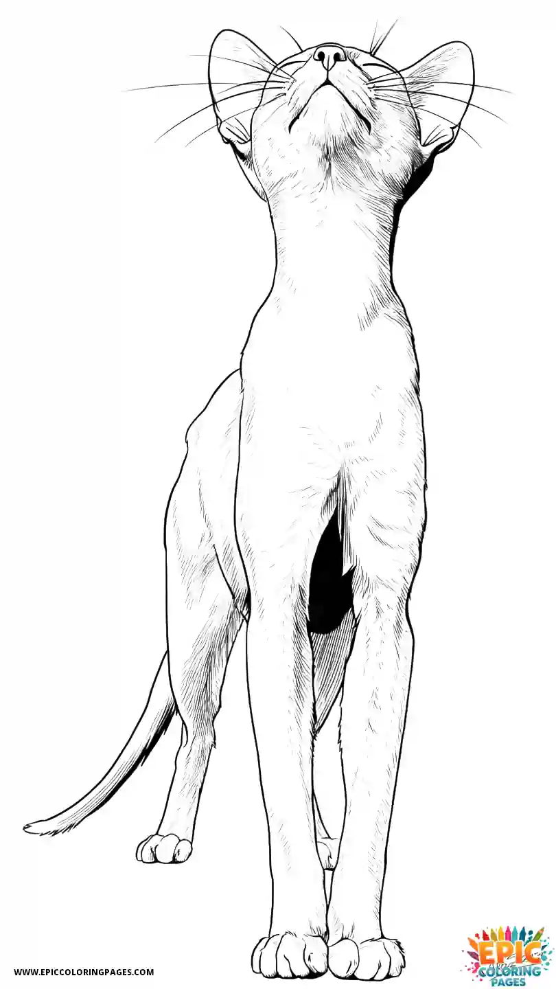 Abyssinian Cat Abyssinian cat realistic arching back