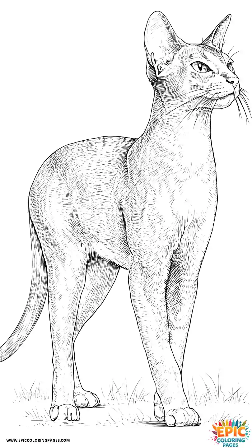 Abyssinian Cat Abyssinian cat realistic doing elegant stand