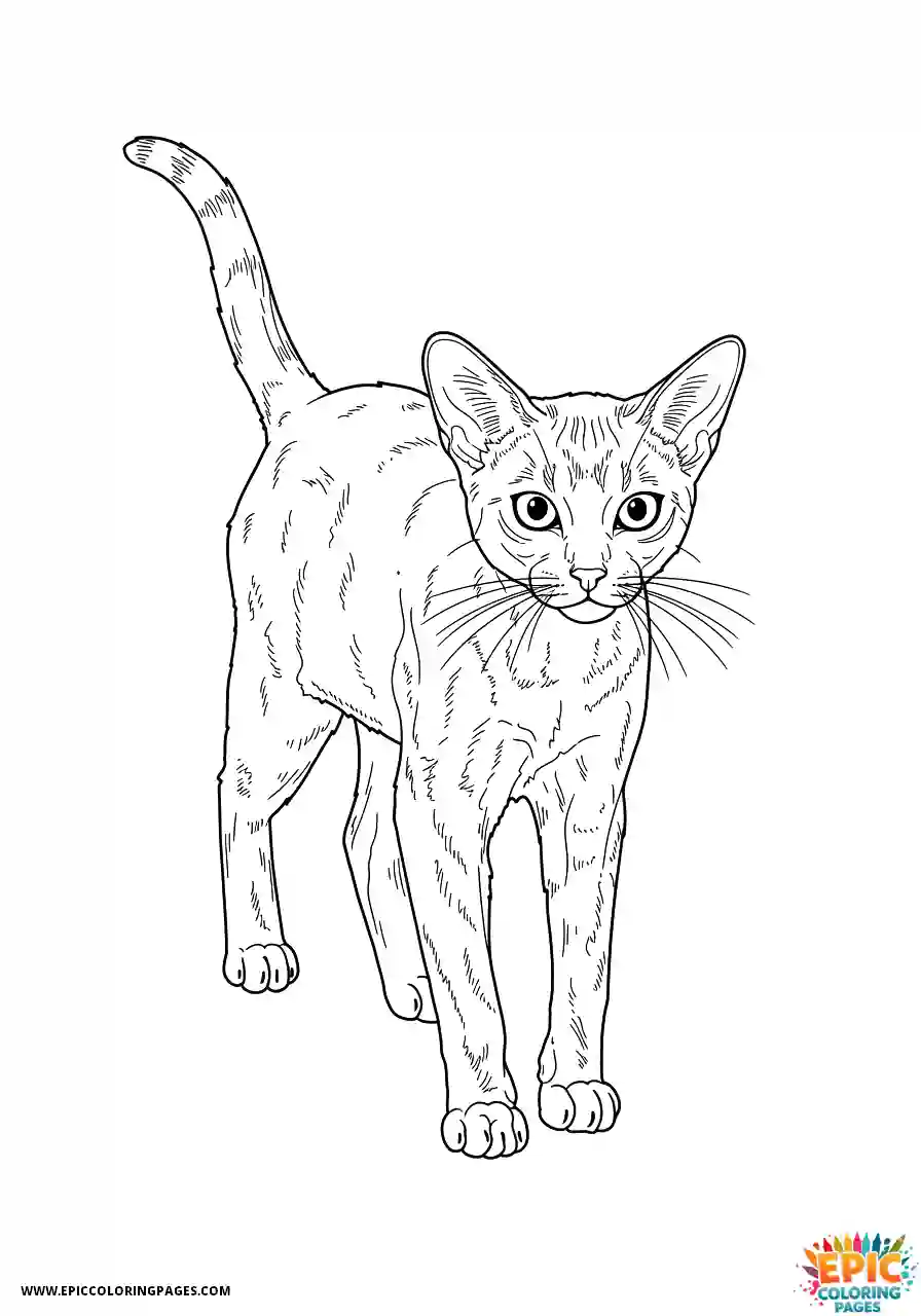 Abyssinian Cat Abyssinian cat realistic doing focused walk forward