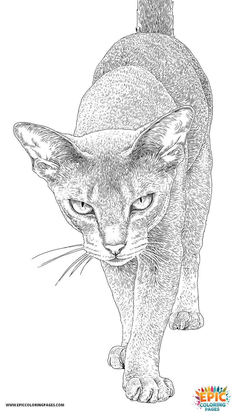 Abyssinian Cat Abyssinian cat realistic doing perfect landing