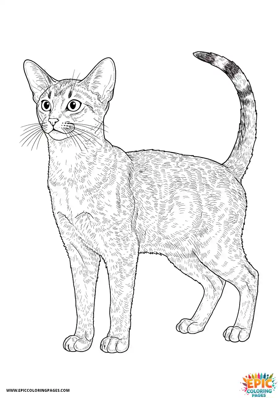 Abyssinian Cat Abyssinian cat realistic with full body muscular build