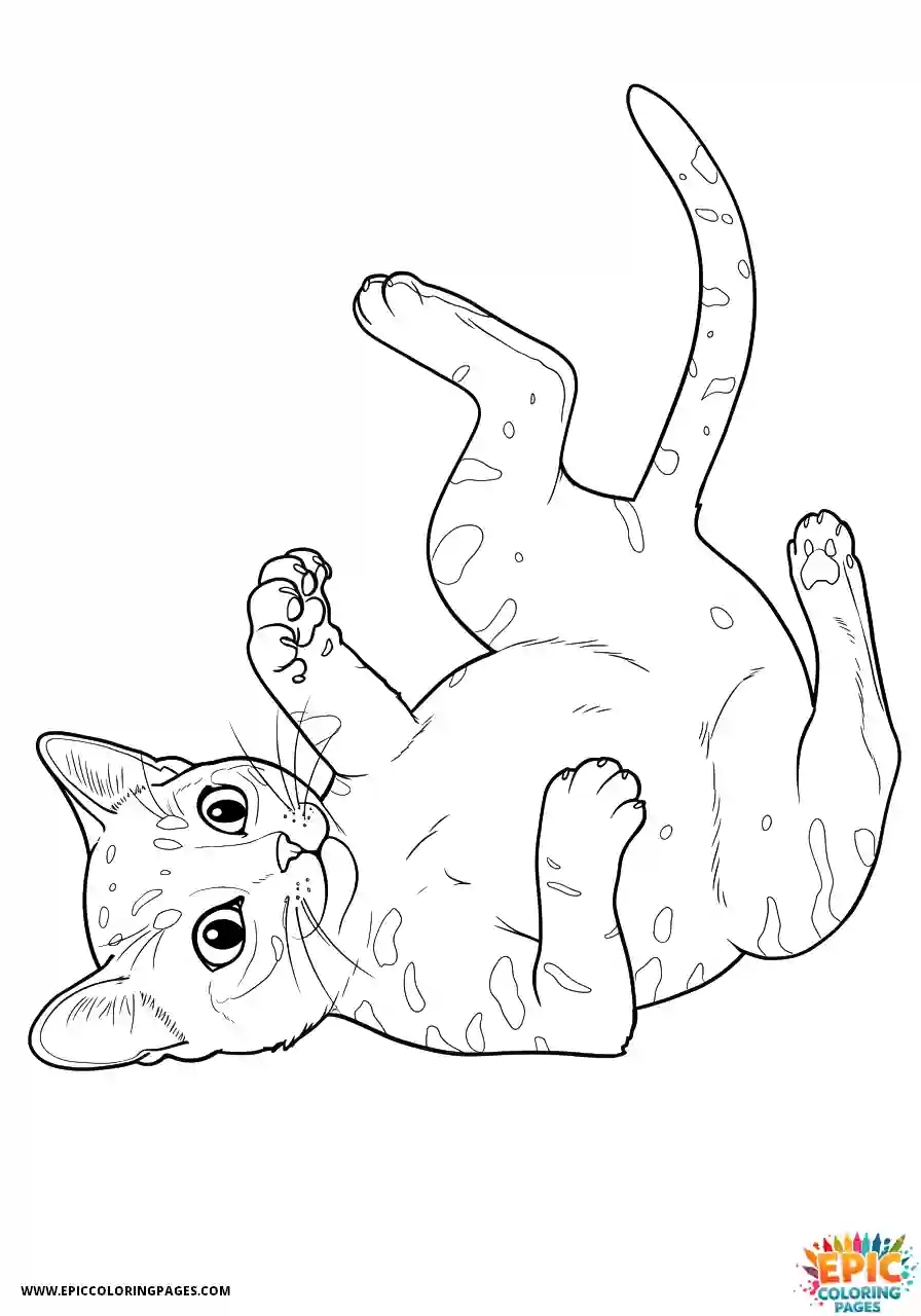 Abyssinian Cat Abyssinian cat realistic inviting play by rolling