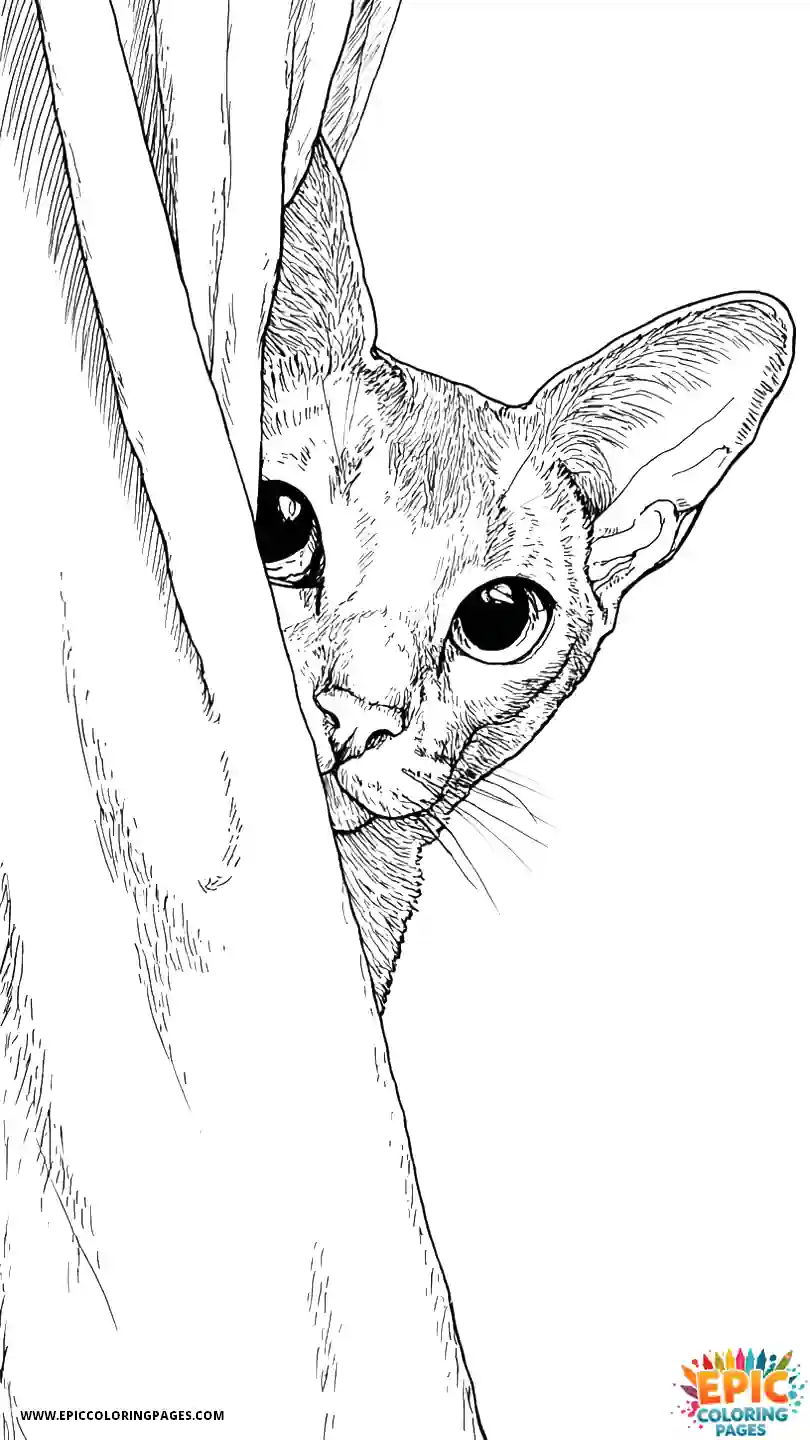 Abyssinian Cat Abyssinian cat realistic looking from behind curtain