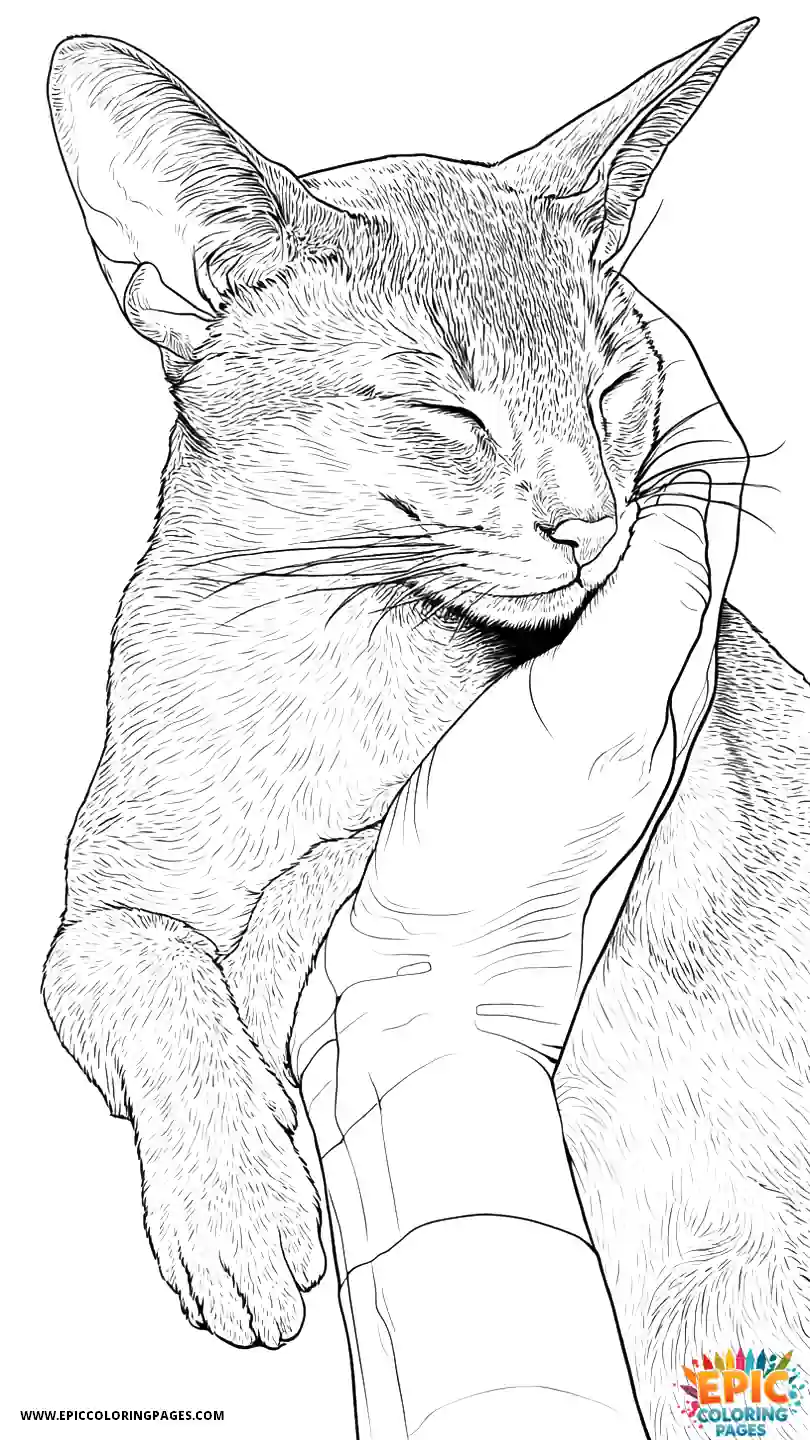 Abyssinian Cat Abyssinian cat realistic showing affection