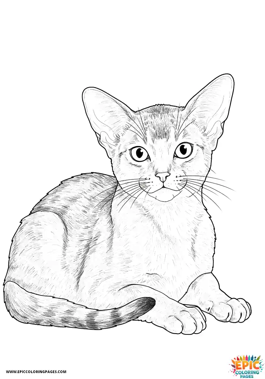 Abyssinian Cat Abyssinian cat realistic with soft gentle expression