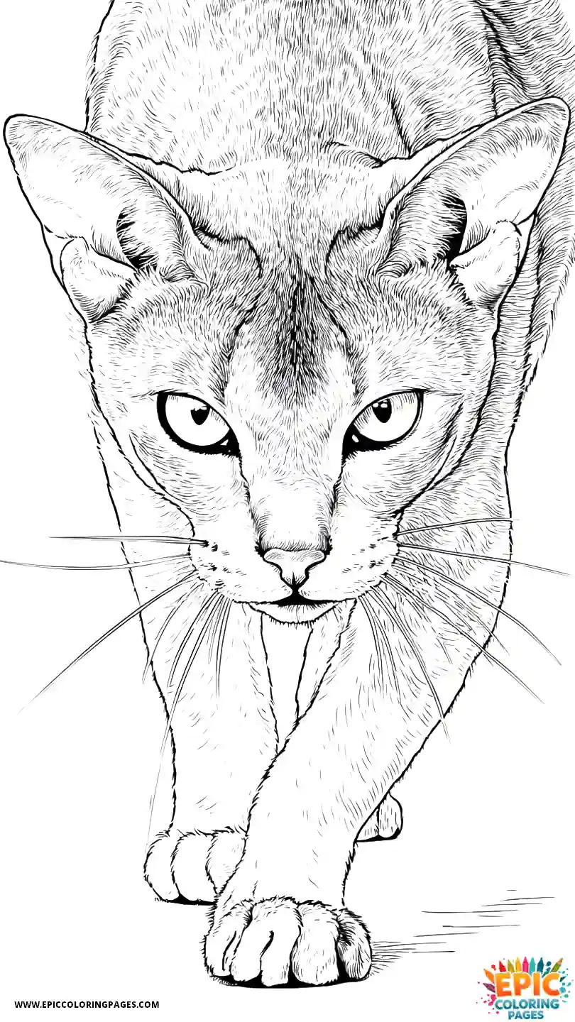 Abyssinian Cat Abyssinian cat realistic stalking low