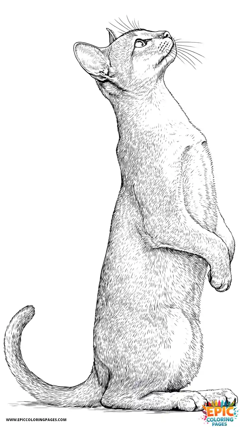 Abyssinian Cat Abyssinian cat realistic standing begging