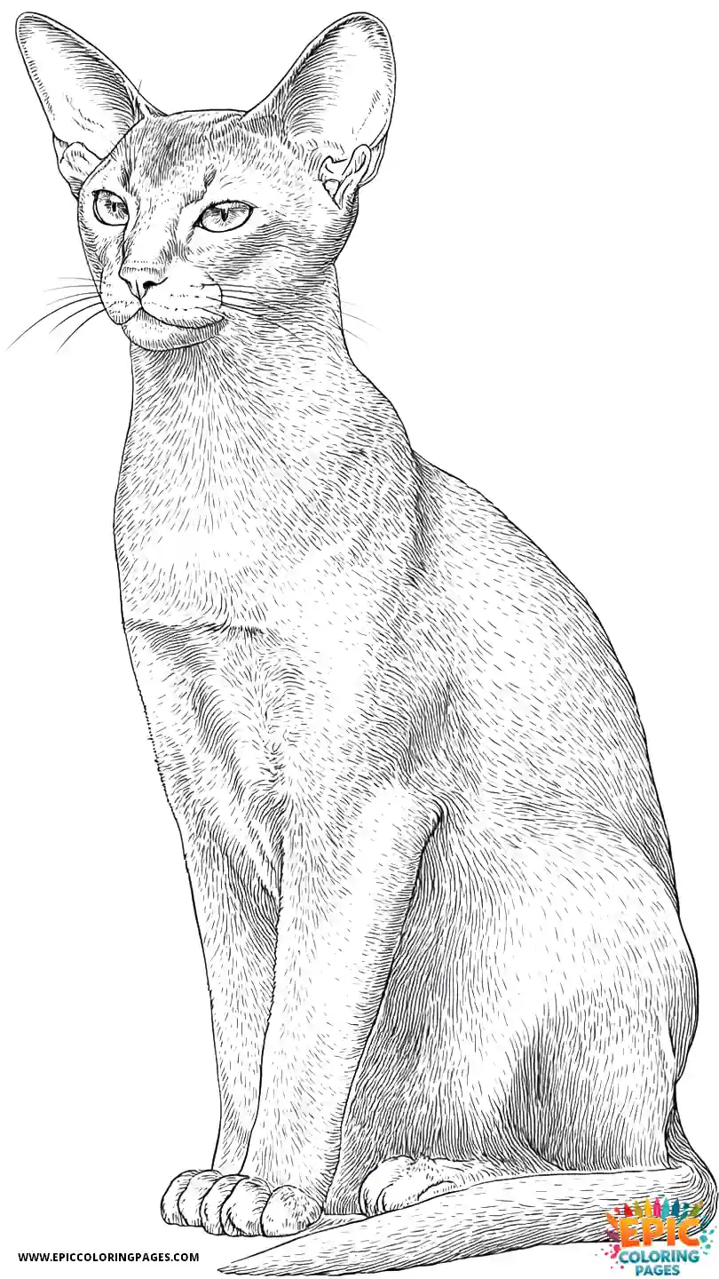 Abyssinian Cat Abyssinian cat realistic in three quarter sit