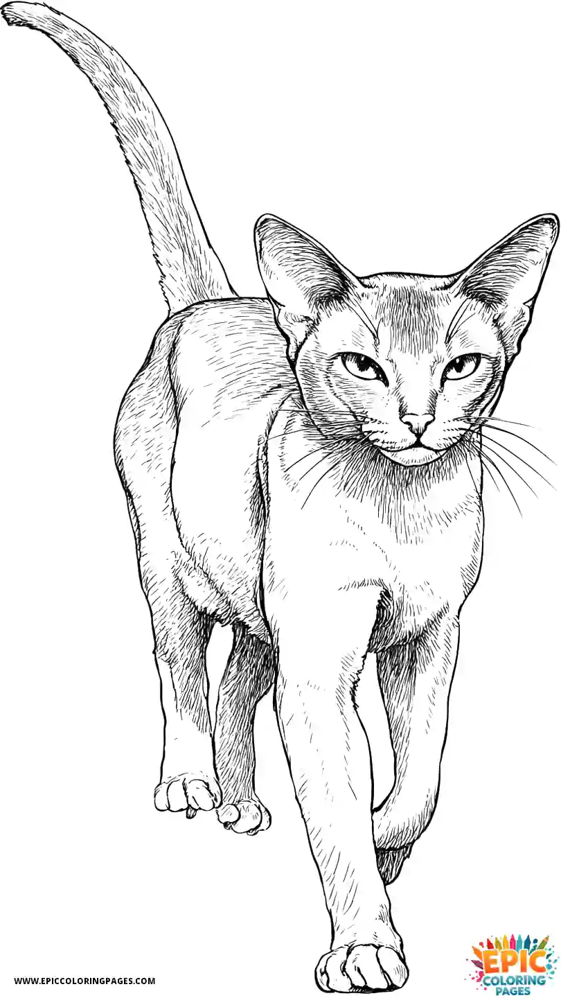 Abyssinian Cat Abyssinian cat realistic trotting with tail high