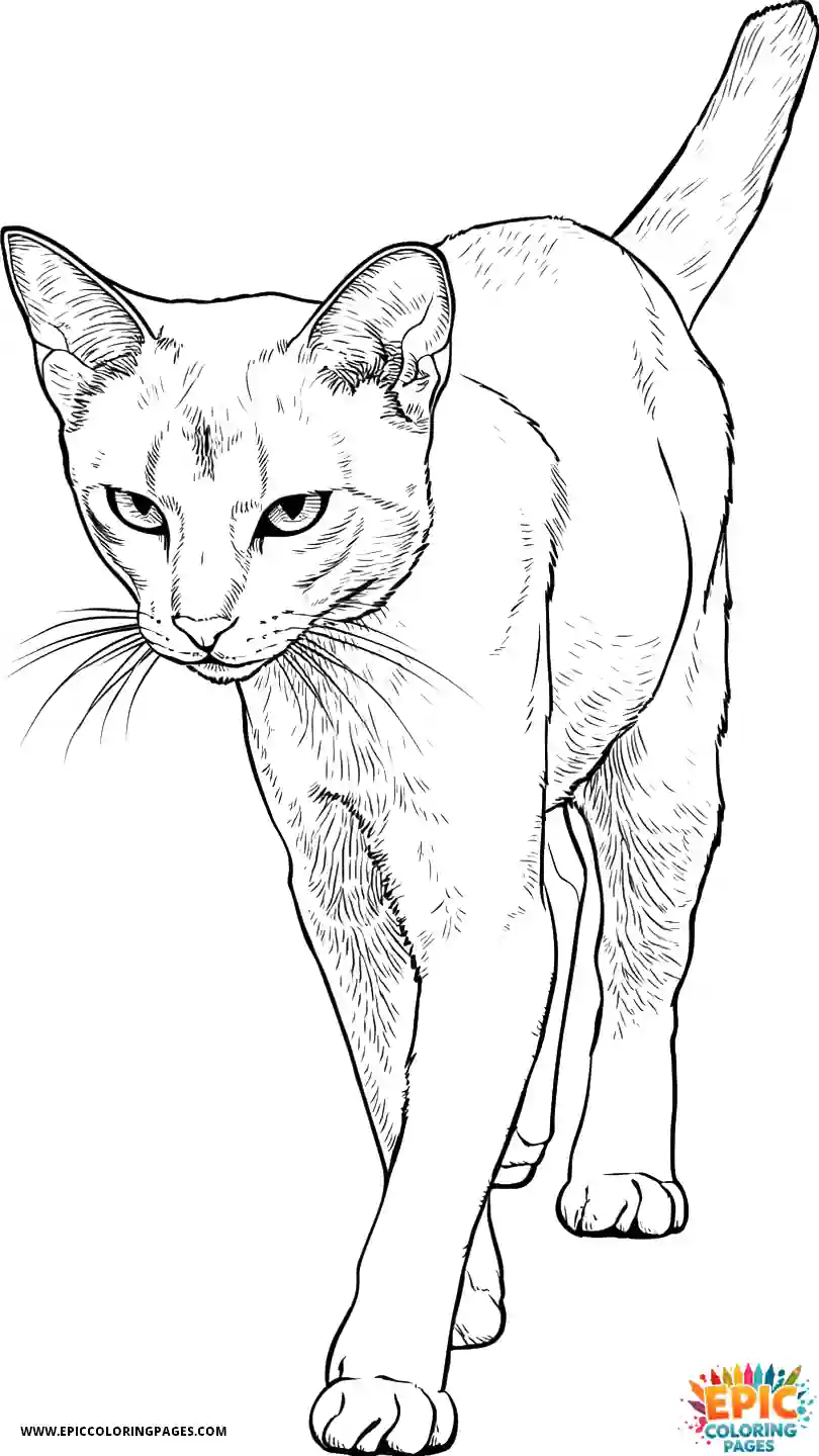 Abyssinian Cat Abyssinian cat realistic in walking trot