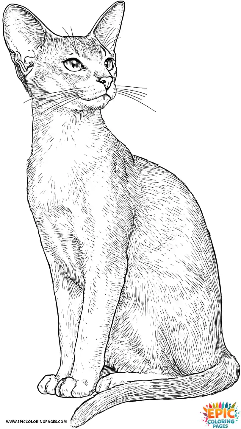 Abyssinian Cat Cute Abyssinian cat realistic in alert sitting pose
