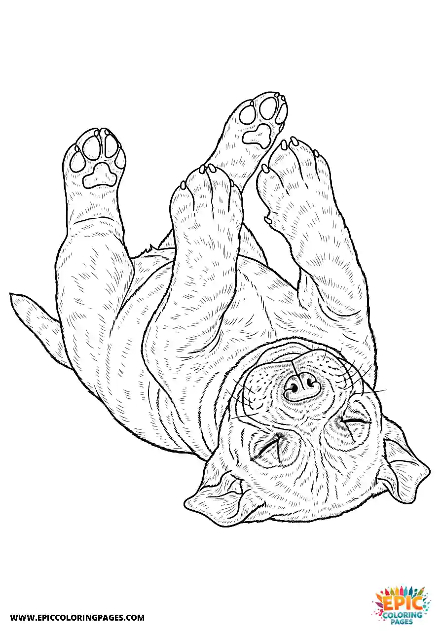 Cane Corso Dog Realistic Puppy Sleeping On Its Back For Adults Cane Corso dog realistic puppy sleeping on its back for adults