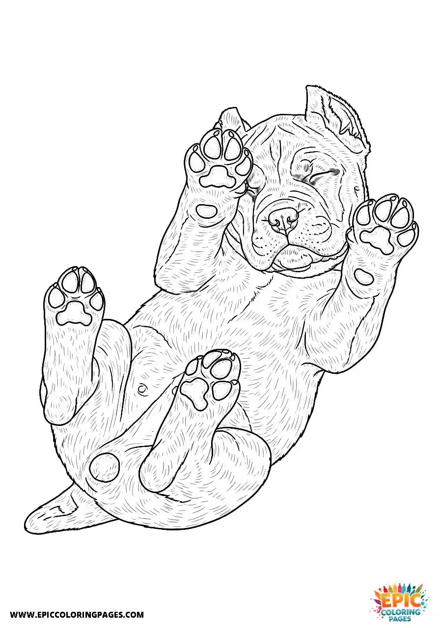 Cane Corso Dog Realistic Sleeping On Its Back Paws Up For Adults Cane Corso dog realistic sleeping on its back paws up for adults