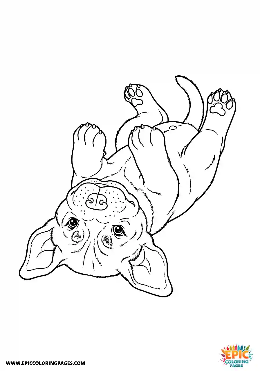 Cane Corso Puppy Coloring Pages Anime Style Rolling Playfully On Its Back Cane Corso puppy coloring pages anime style rolling playfully on its back simple