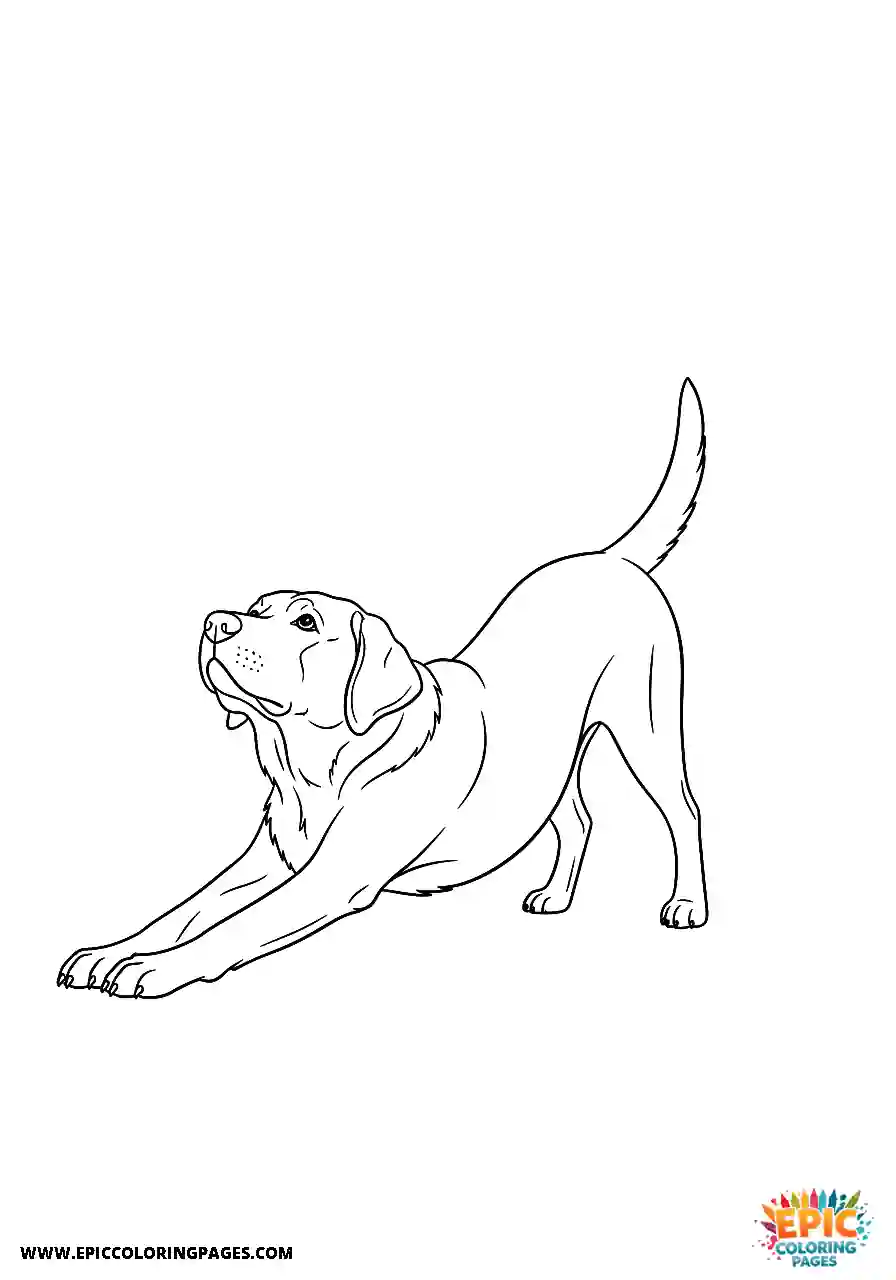 A Labrador Retriever dog coloring page realistic style for adults stretching in a morning yoga pose.