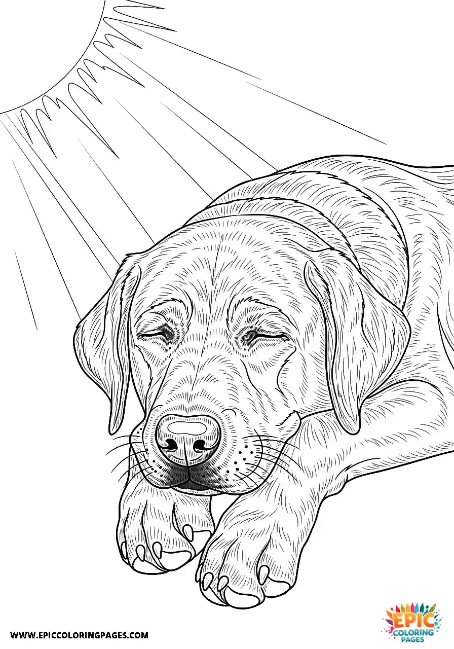 Labrador Retriever Dog Coloring Sheets Napping In A Sunny Spot A Labrador Retriever dog coloring sheet simple napping in a sunny spot.