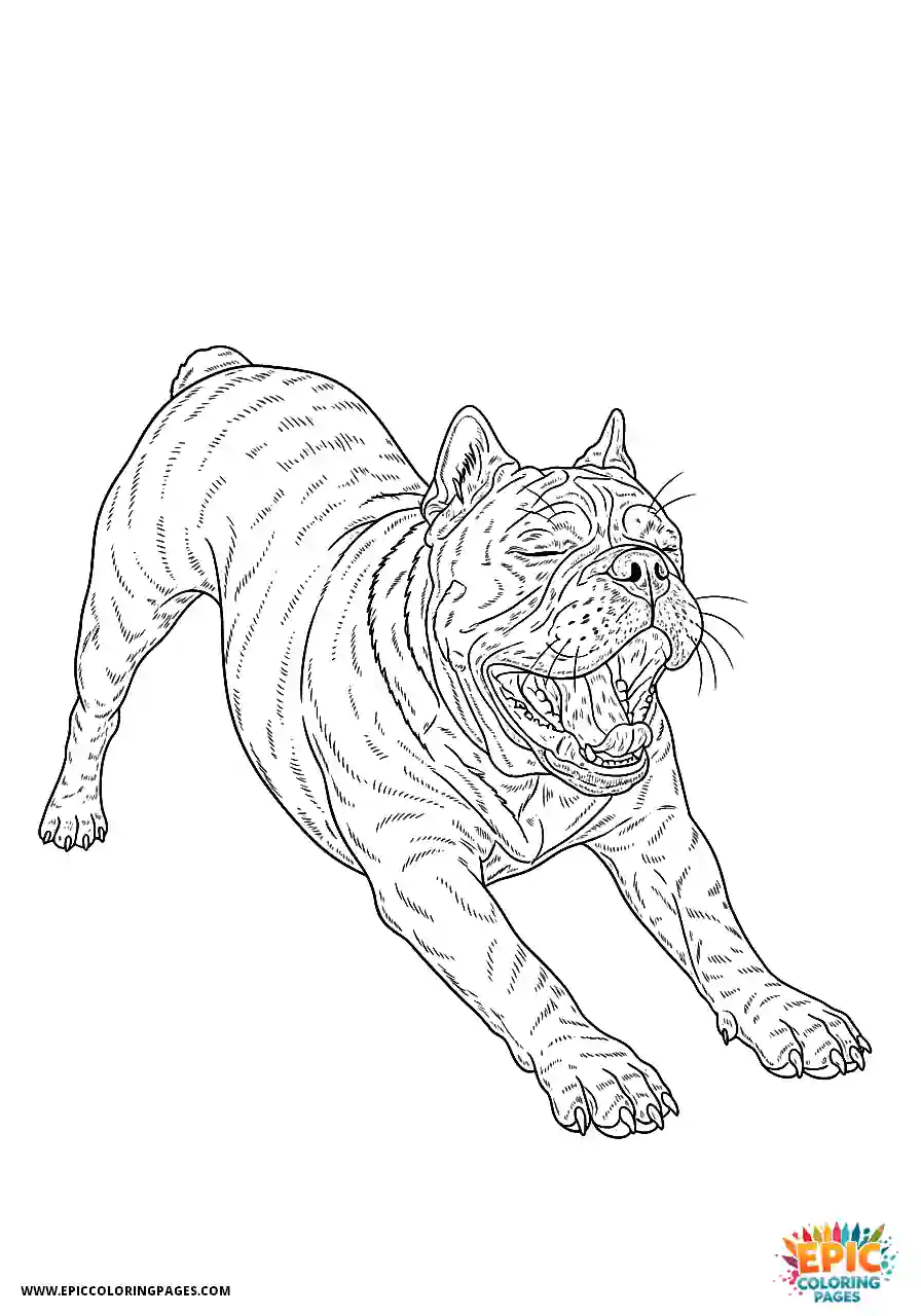 Alapaha Blue Blood Bulldog Realistic Alapaha blue blood bulldog yawning and stretching its full body