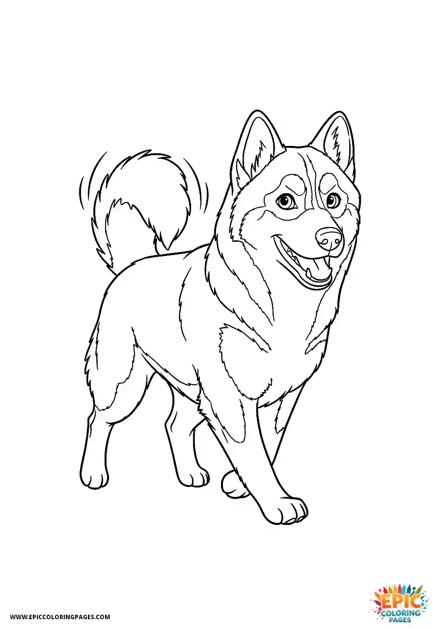 Alaskan Klee Kai Simple Alaskan Klee Kai dog walking happily