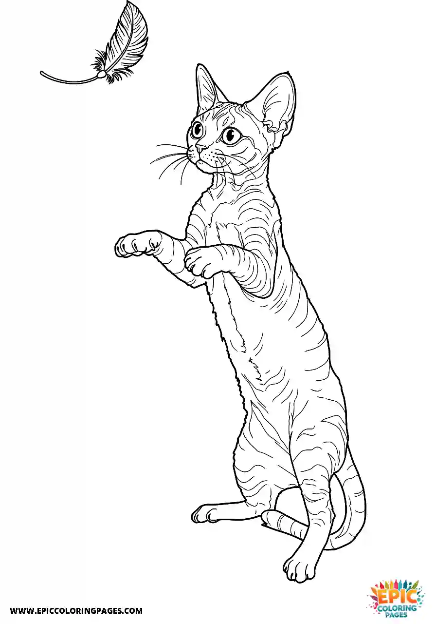 Devon Rex The devon rex cat energetically jumping for a feather toy