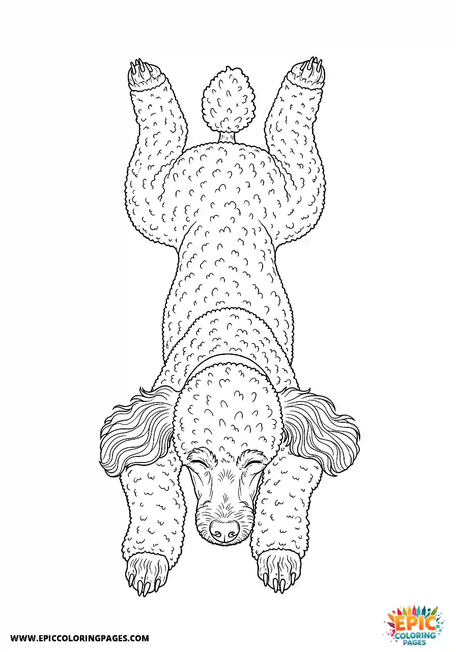 Poodle Dog Spread Out Sleeping On A Cool Floor Realistic Style Realistic Poodle dog coloring sheet for adults spread out sleeping on a cool floor