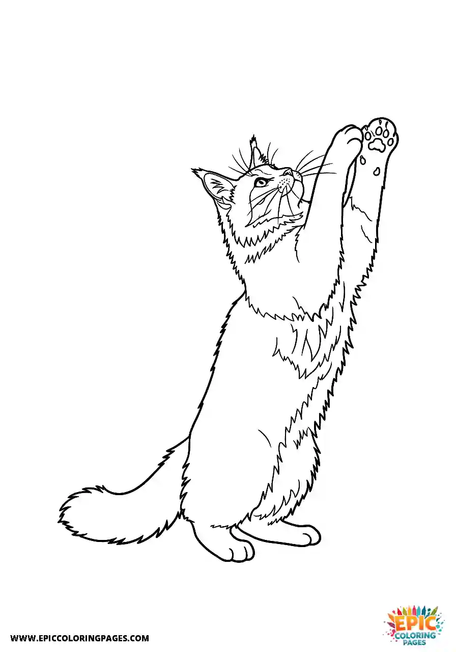 Realistic style maine Coon standing on hind legs to reach