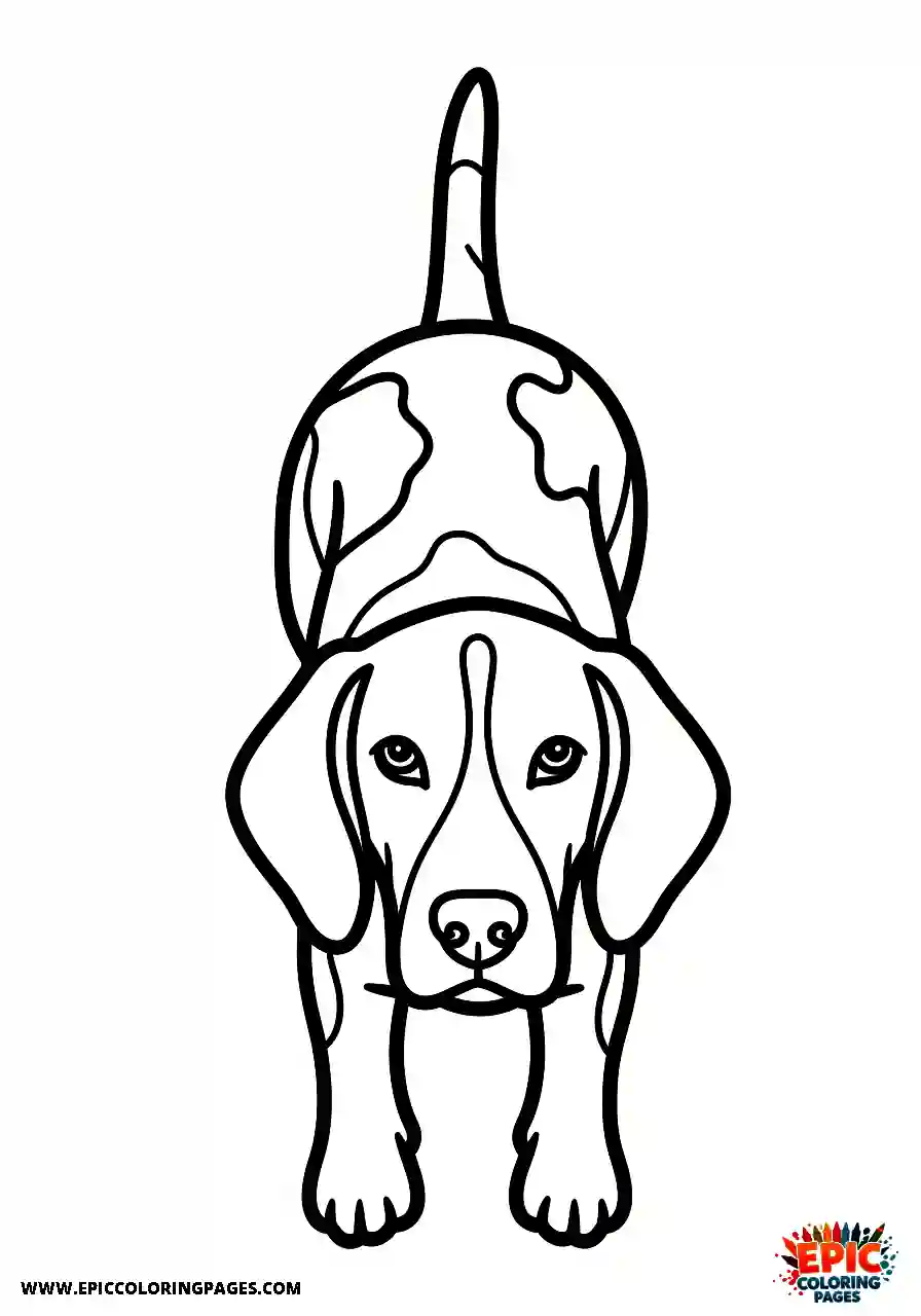Beagle Beagle harrier looking straight up drawn from a unique top down perspective