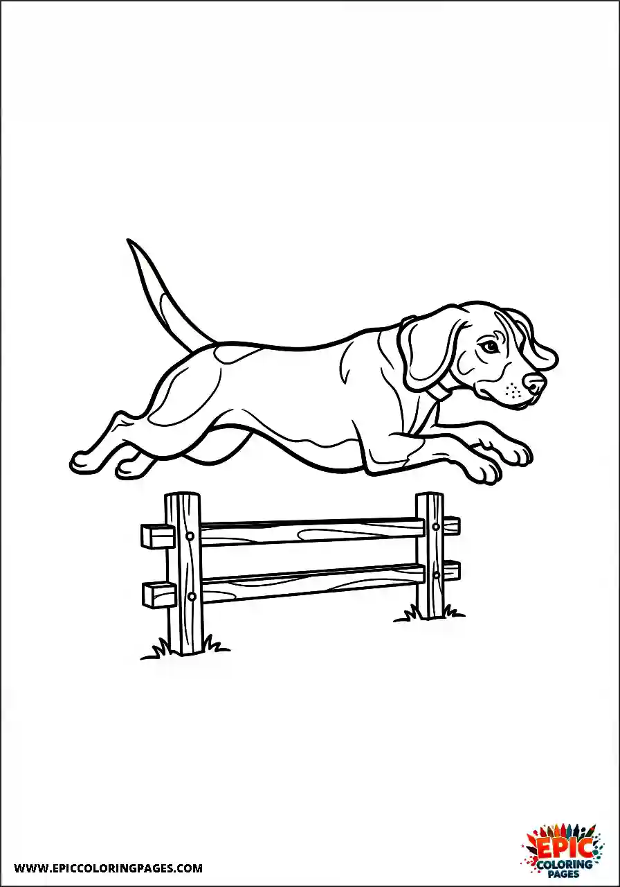 Beagle Beagle harrier pet jumping over a low barrier