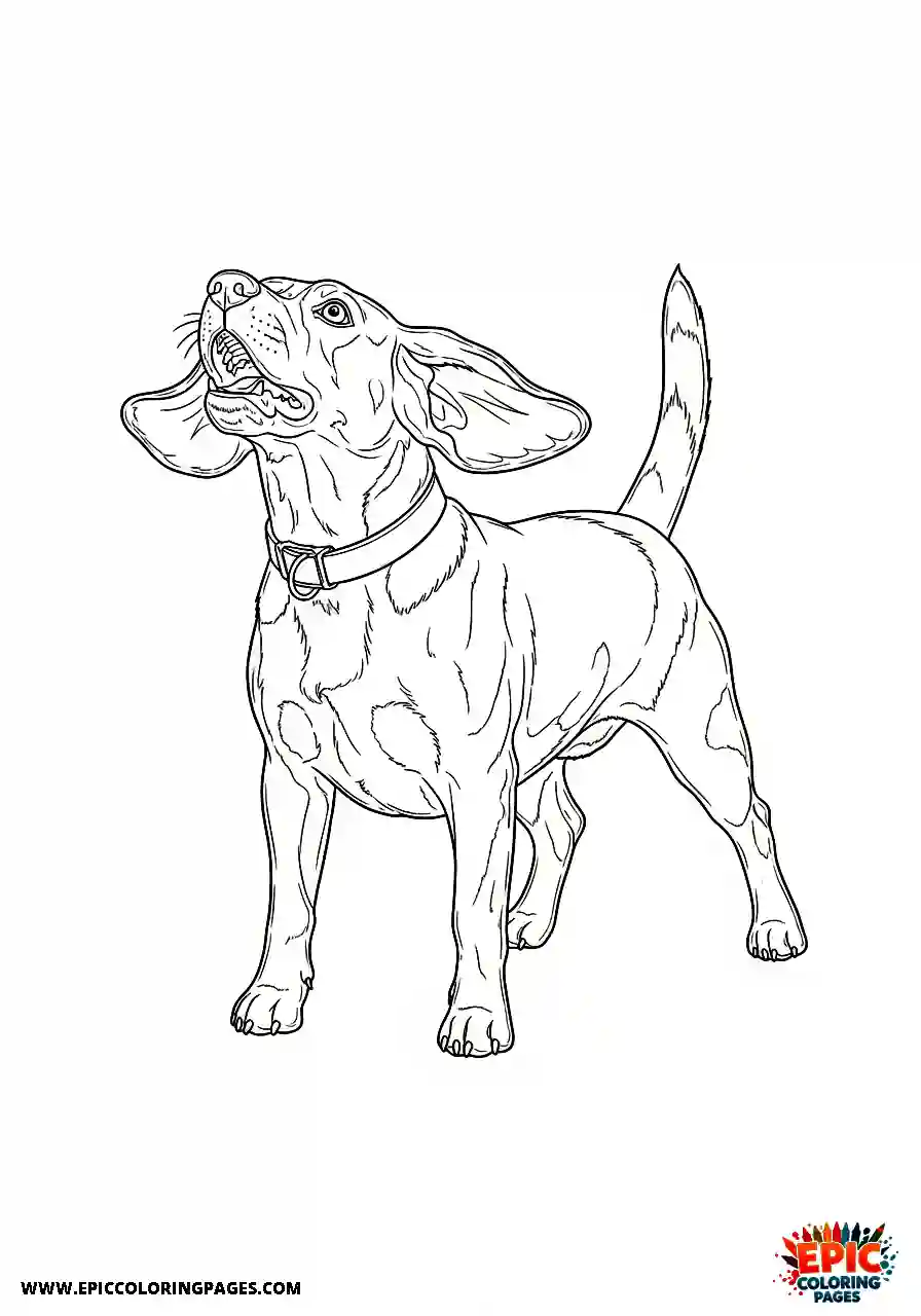 Beagle Beagle hound barking loudly while standing stiffly with raised back fur