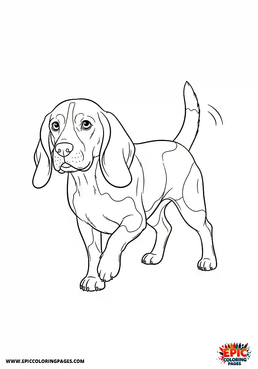Beagle Beagle hound pawing at the ground with one front leg