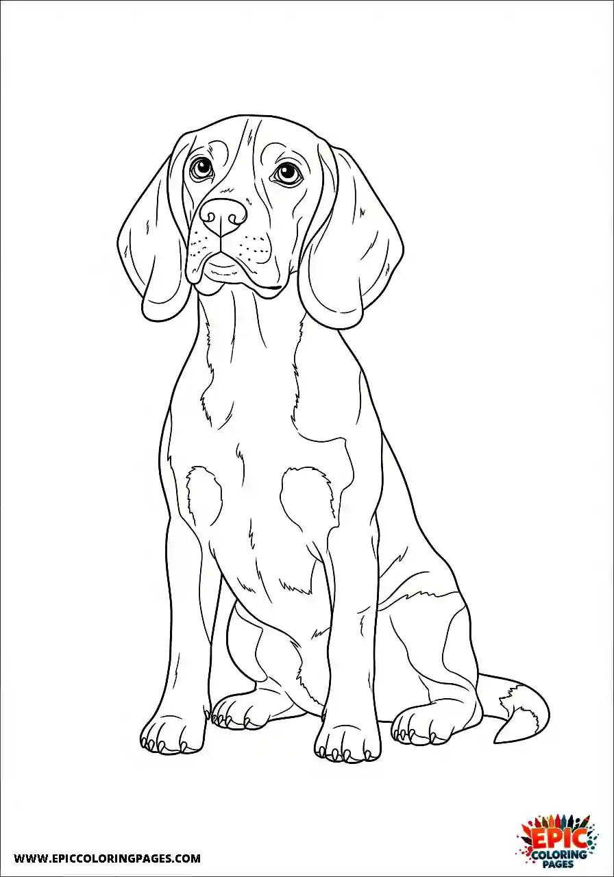 Beagle Beagle waiting patiently with a highly expectant expression