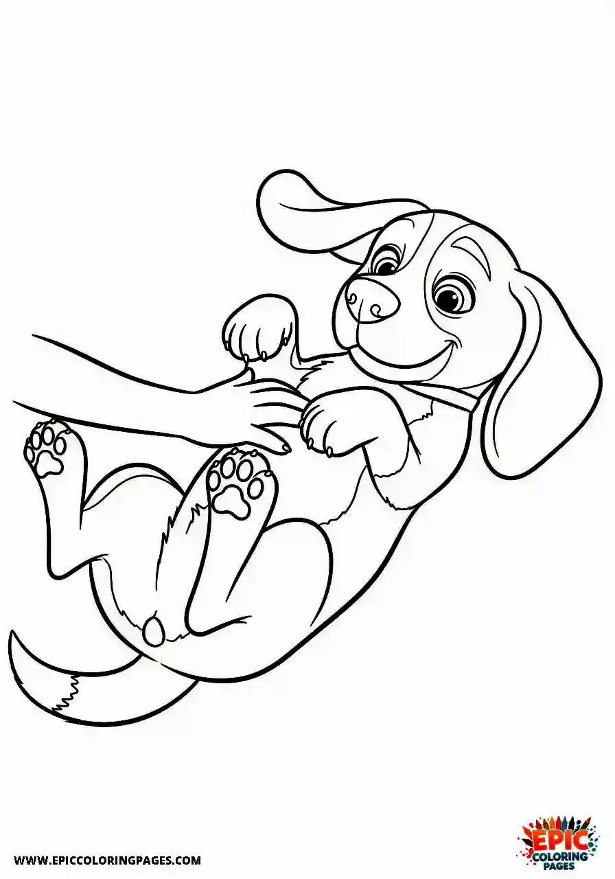 Beagle Cute beagle pet lying upside down while enjoying a gentle tummy massage