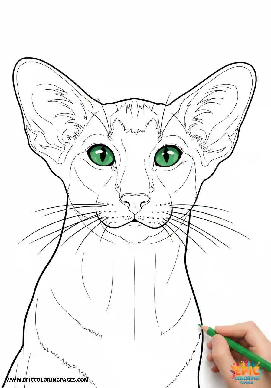 Oriental Shorthair Cat Coloring Page featuring thick lines and elegant details perfect for coloring