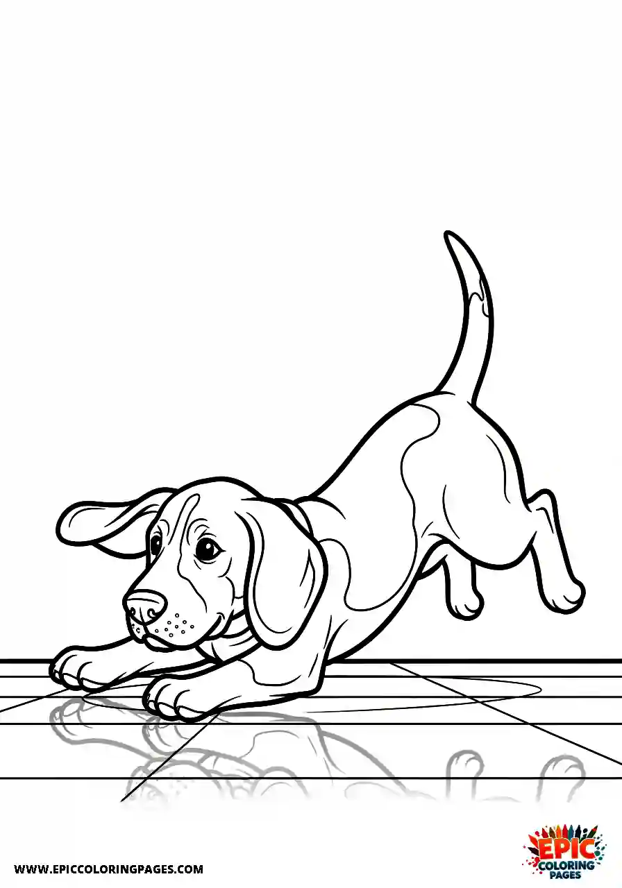 Beagle Playful beagle harrier hound sliding clumsily over a smooth indoor surface