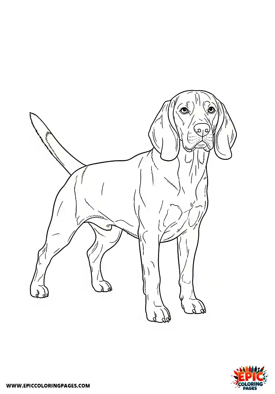 Beagle Realistic beagle harrier bowing down to invite interaction
