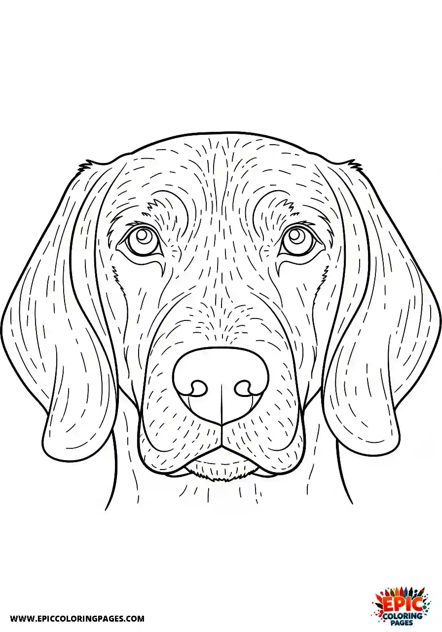 Beagle Realistic beagle harrier detailed close up with individual hairs precisely