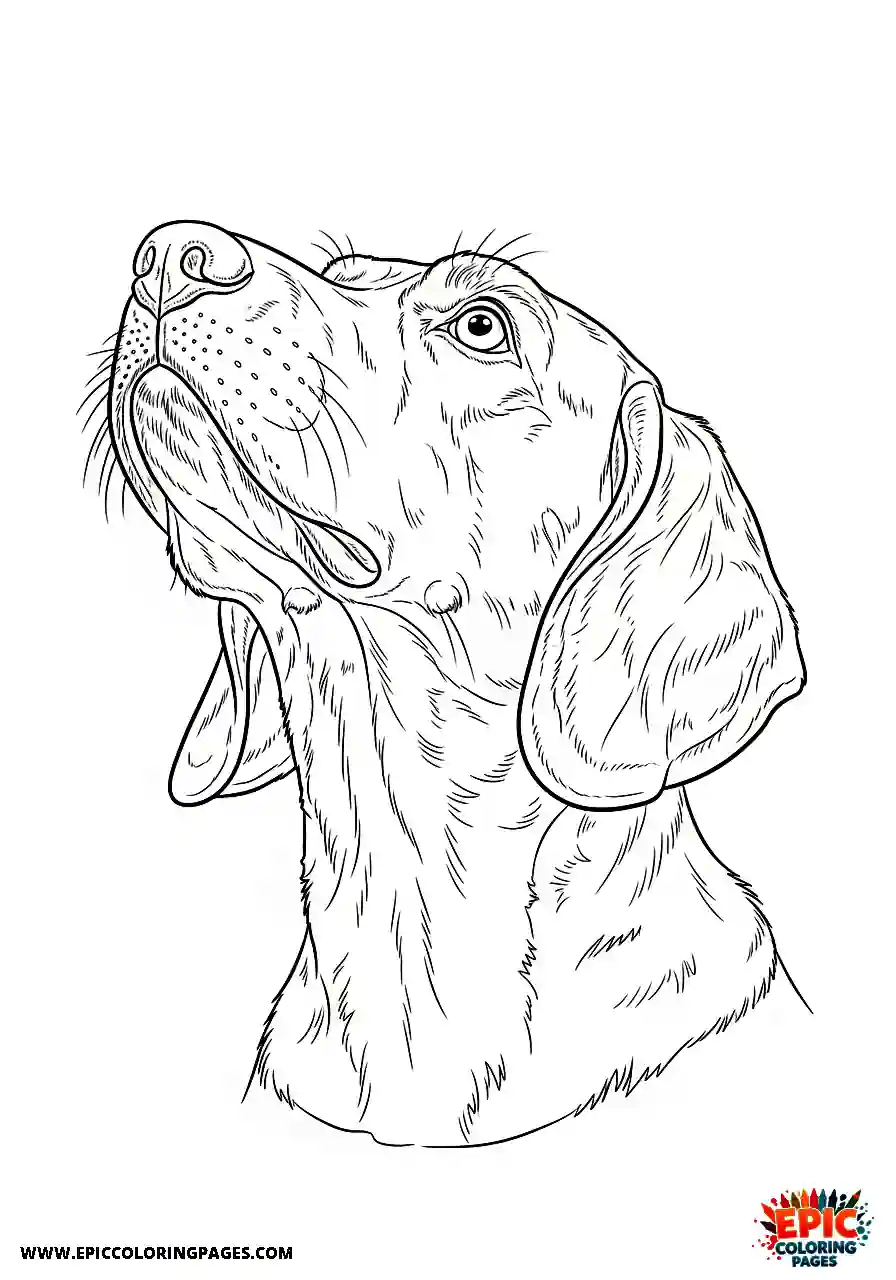 Beagle Realistic beagle harrier hound looking up intently at an object above