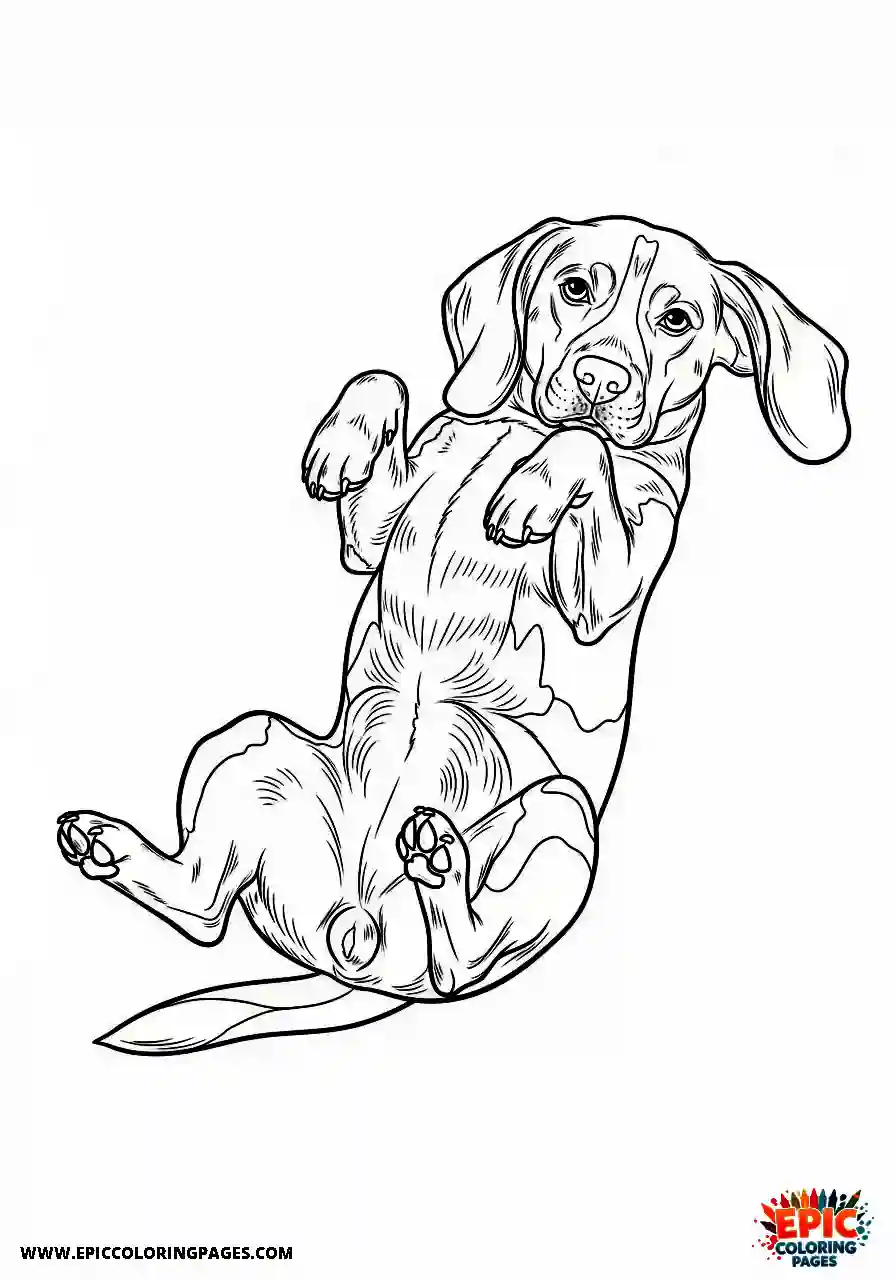 Beagle Realistic beagle harrier lying sprawled out completely relaxed and comfortable