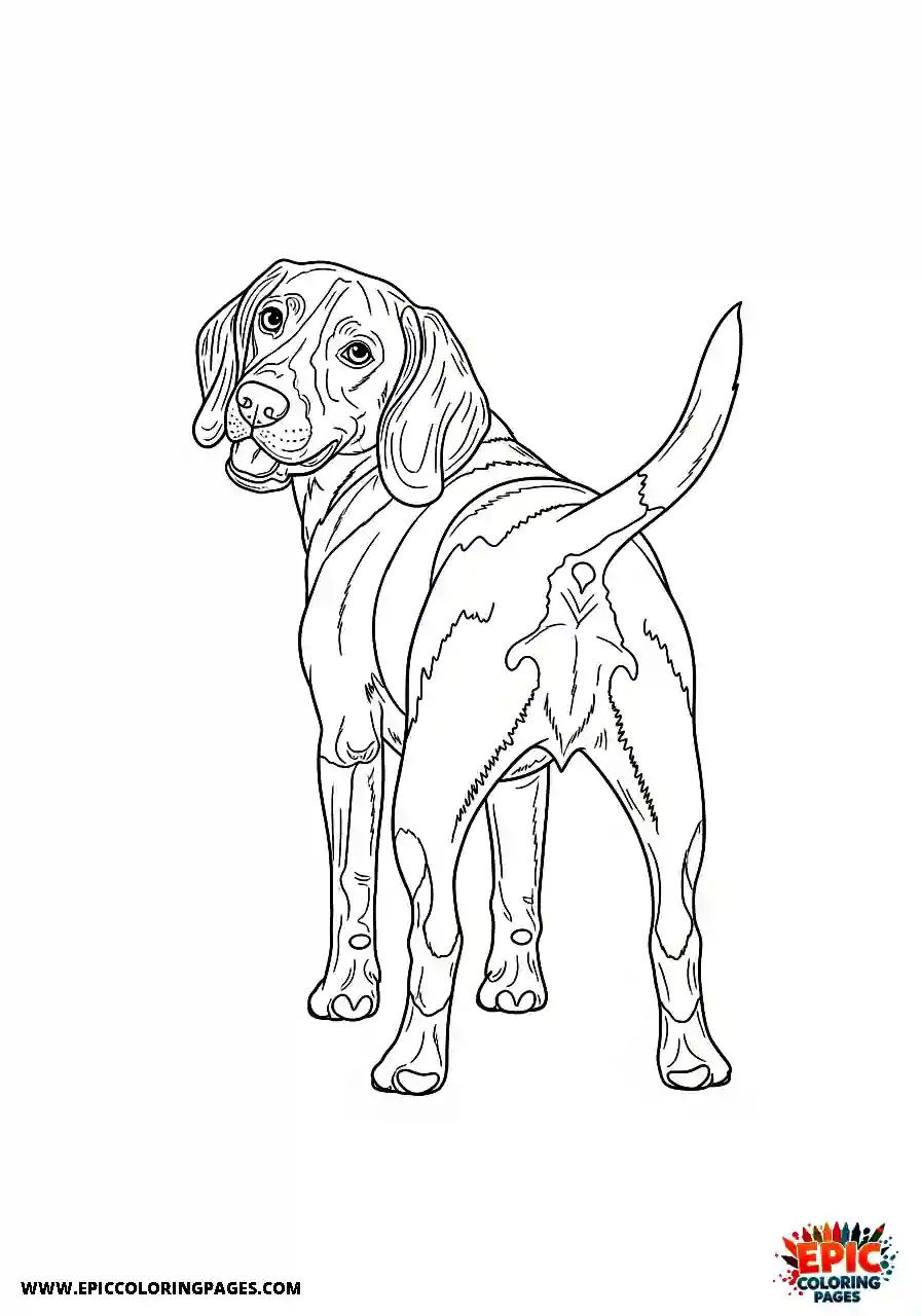 Beagle Realistic beagle harrier rear view looking back playfully
