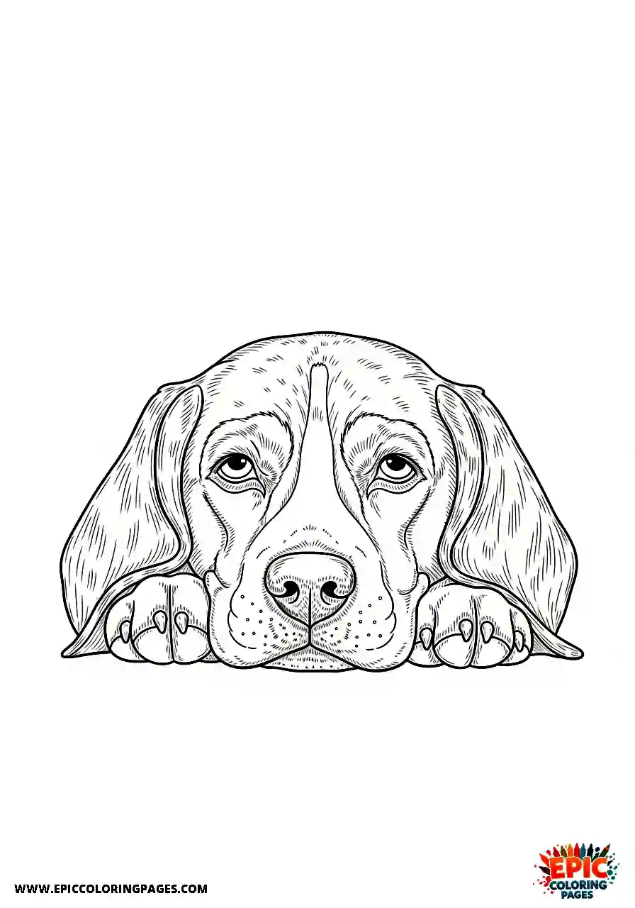 Beagle Realistic beagle hound resting its chin on a surface with droopy eyes