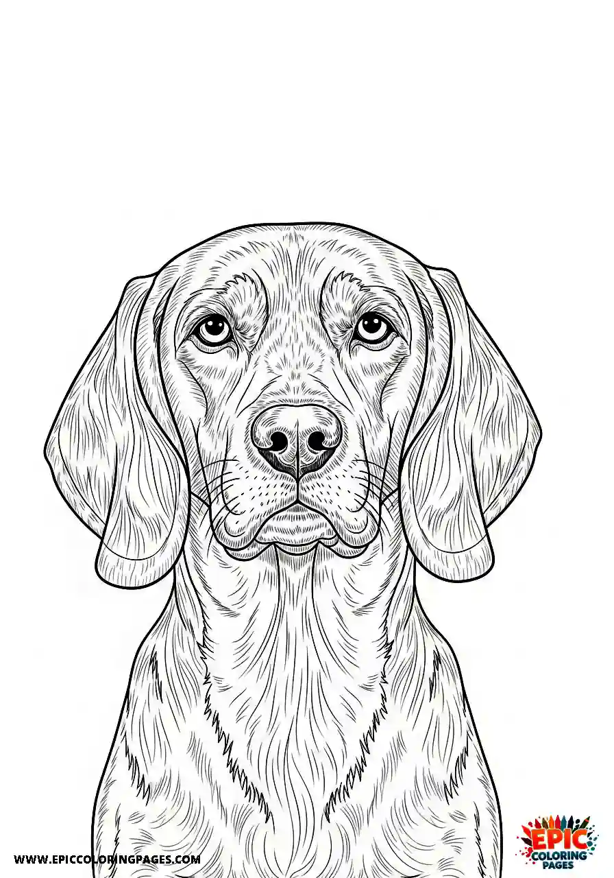 Beagle Realistic and noble beagle harrier portrait set against a clean blank background