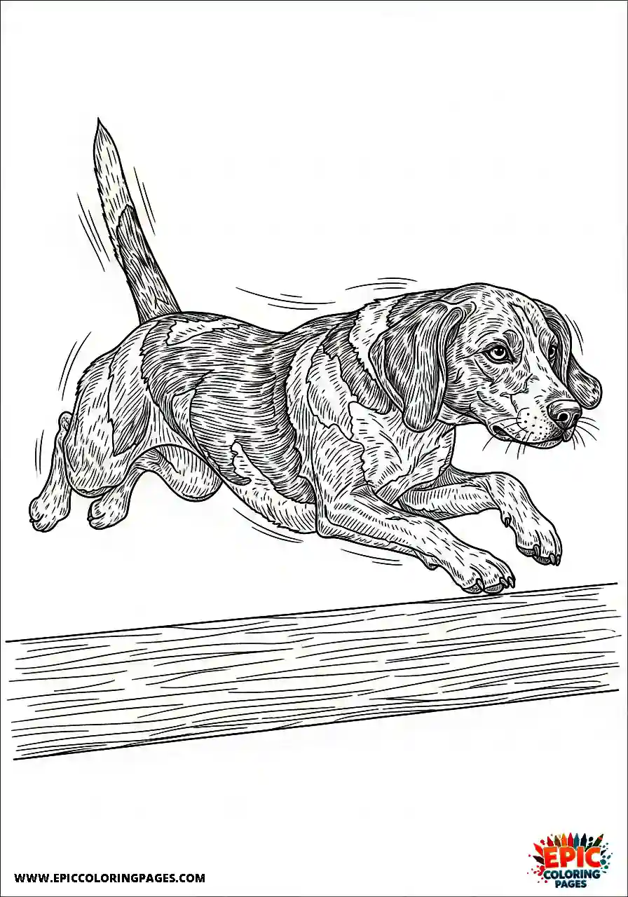 Beagle Realistic style beagle harrier jumping over a barrier with agility