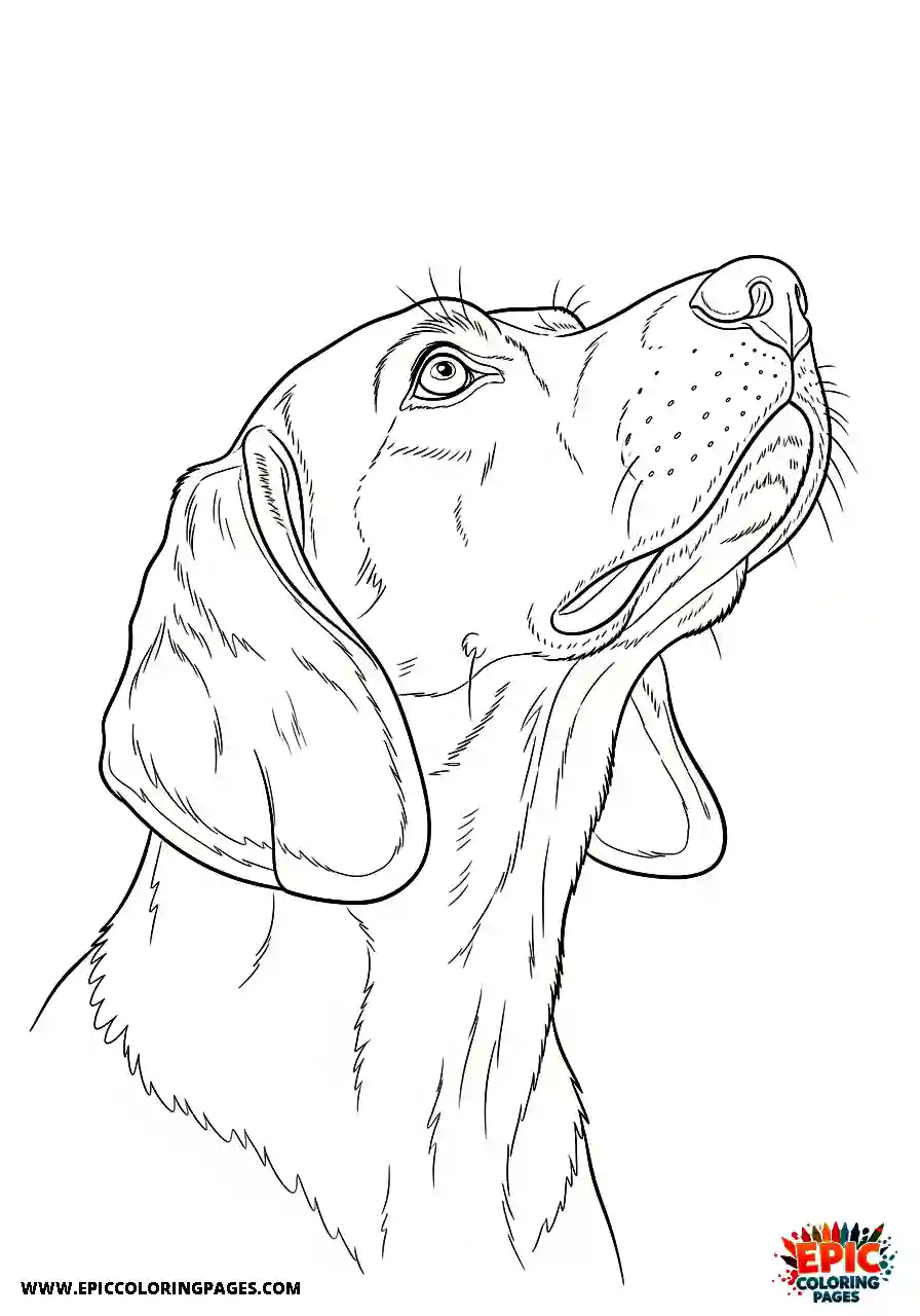Beagle Realistic style beagle harrier looking upward with its neck extended while watching something