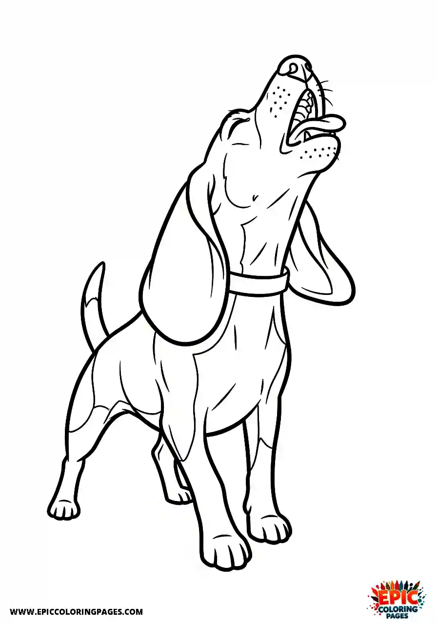 Beagle Vocal beagle harrier sitting naturally while howling loudly with its head tilted far back