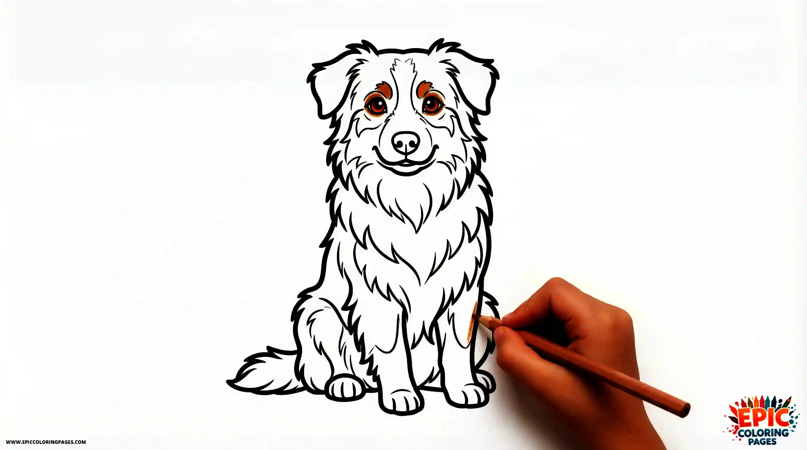 Australian Shepherd Australian shepherd with thick lines showing a friendly fluffy dog sitting and smiling