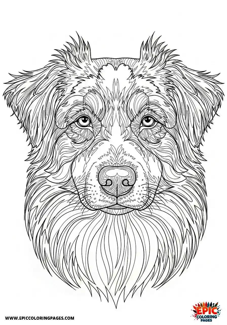 Australian Shepherd Australian Shepherd face with a wise expression