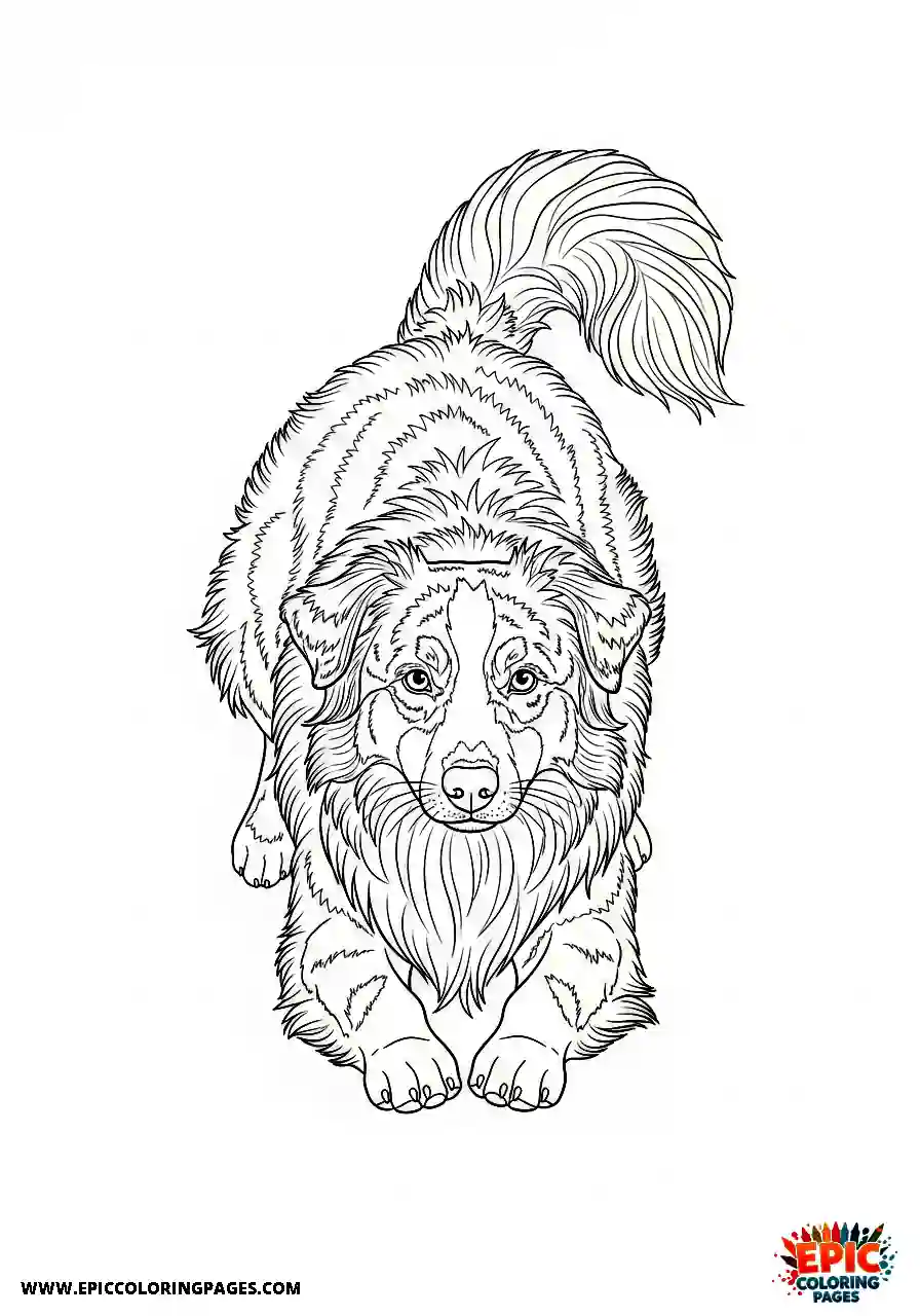 Australian Shepherd Australian Shepherd preparing to leap