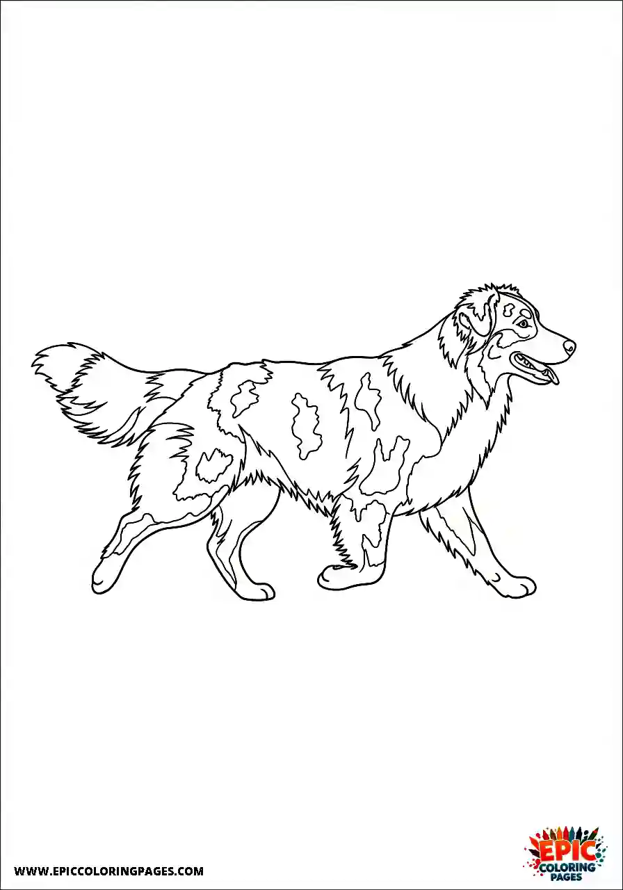 Australian Shepherd Australian Shepherd profile while walking
